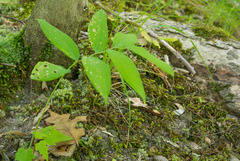 Polygonatum pubescens