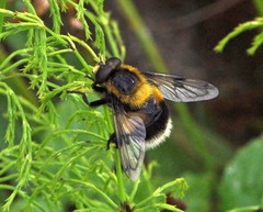 Volucella bombylans