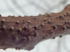 Cytospora nivea
