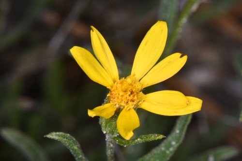 Image of Heterotheca polothrix by (c) Darrin Gobble, some rights reserved (CC BY)