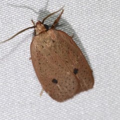 Euprionocera geminipuncta