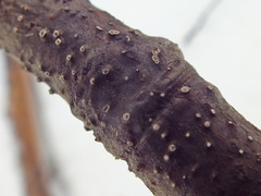 Cytospora nivea