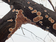 Cylindrobasidium evolvens