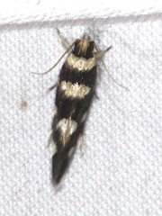 Macrobathra arrectella