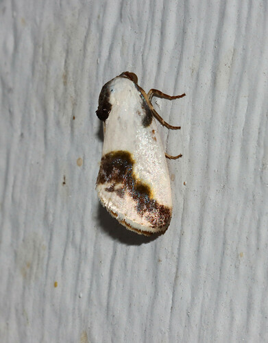 Chalky Bird Dropping Moth photo 4
