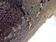 Tremella globispora