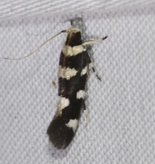 Macrobathra arrectella