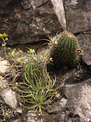 Ferocactus echidne