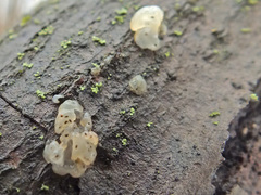 Tremella globispora