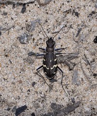 Cicindela sylvatica