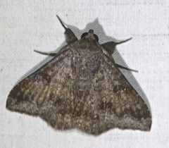Ericeia sobria