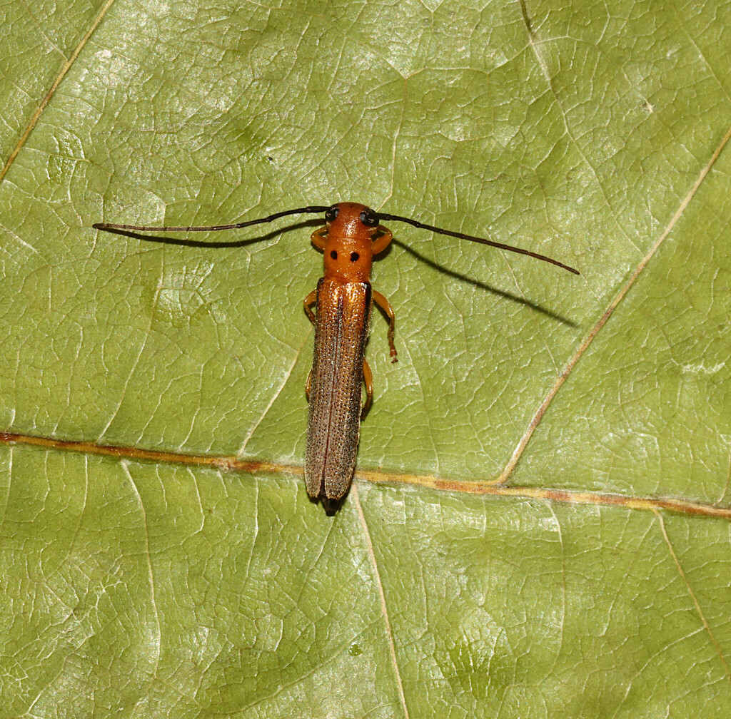 Oberea deficiens