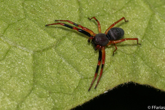 Trachelopachys