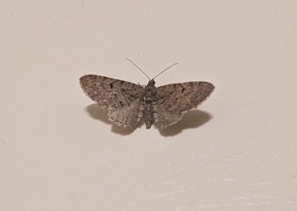 Freyer's Pug