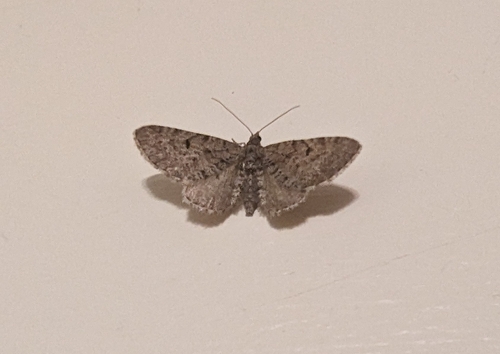 Freyer's Pug