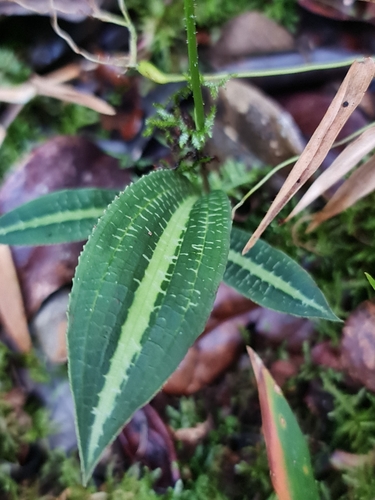 Cynorkis ridleyi
