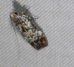Hypatima