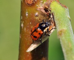Cryptocephalus octopunctatus