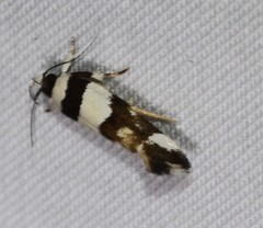 Macrobathra euryleuca