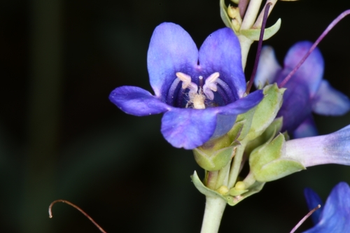 Image of Penstemon pachyphyllus by (c) Darrin Gobble, some rights reserved (CC BY)