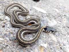 Thamnophis cyrtopsis cyrtopsis