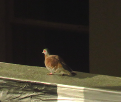 Columba guinea phaeonota