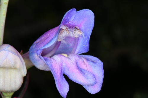 Image of Penstemon comarrhenus by (c) Darrin Gobble, some rights reserved (CC BY)