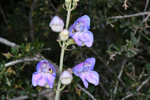Image of Penstemon comarrhenus by (c) Darrin Gobble, some rights reserved (CC BY)