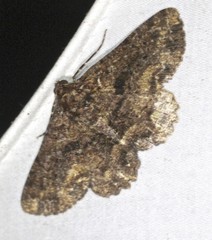 Paradromulia ambigua