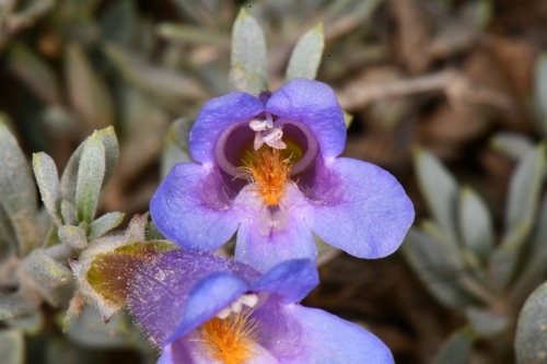 Image of Penstemon thompsoniae by (c) Darrin Gobble, some rights reserved (CC BY)