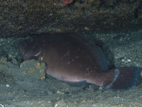 Wavy-lined grouper (Epinephelus undulosus) — Serranidae — 5