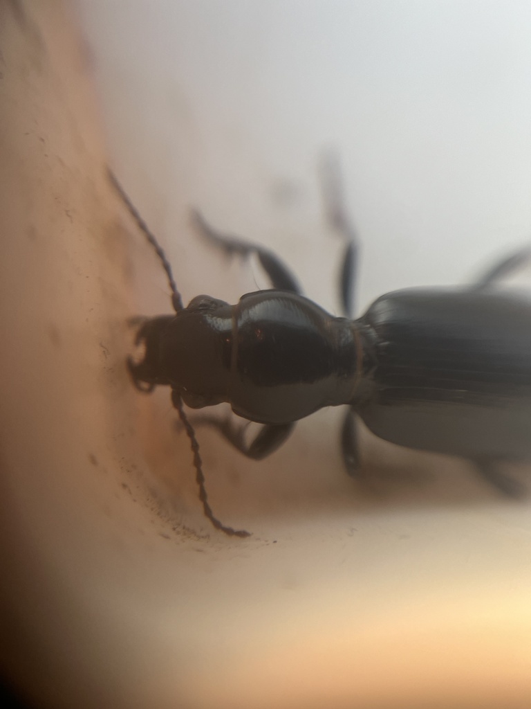 Broscus cephalotes from Hightown CP, Liverpool, England, GB on June 14 ...