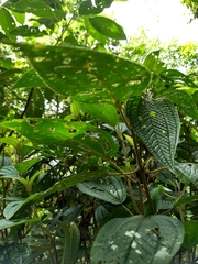 Miconia subseriata