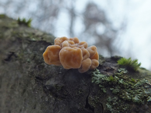 Macrotyphula fistulosa var. contorta image
