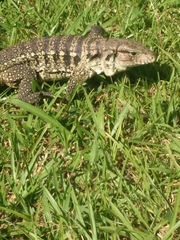 Salvator merianae