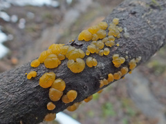 Dacrymyces lacrymalis