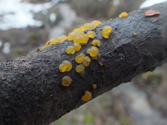 Dacrymyces lacrymalis