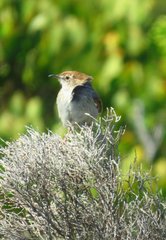 Cisticola subruficapilla