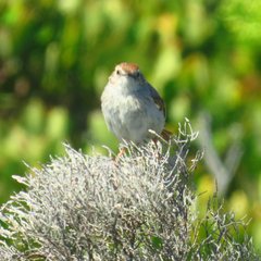 Cisticola subruficapilla