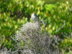 Cisticola subruficapilla