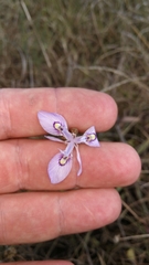 Moraea elliotii