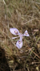 Moraea elliotii