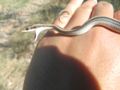 Salvadora deserticola