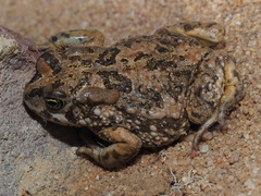 Vandijkophrynus angusticeps