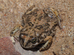 Vandijkophrynus angusticeps