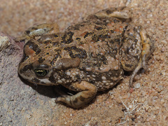 Vandijkophrynus angusticeps