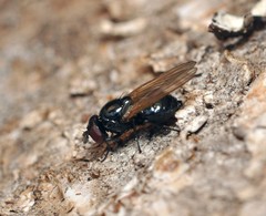 Lonchaea