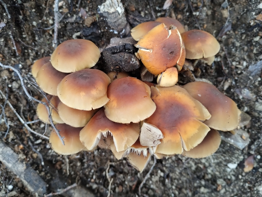Hypholoma fasciculare · June 2023 · photo: © nicoolejnik (iNaturalist, cc-by)