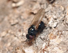 Lonchaea