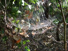 Cyrtophora exanthematica